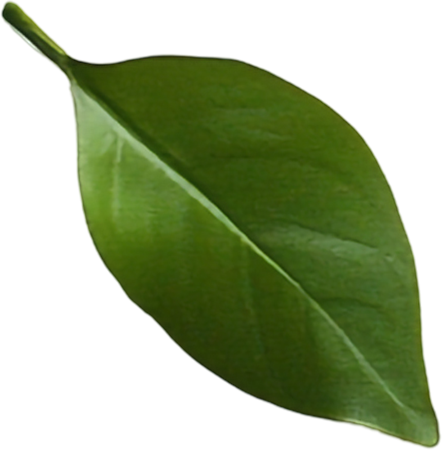 Leaf