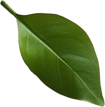 leaf